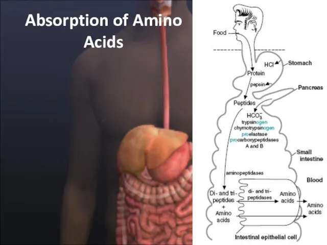 Absorption of Amino Acids