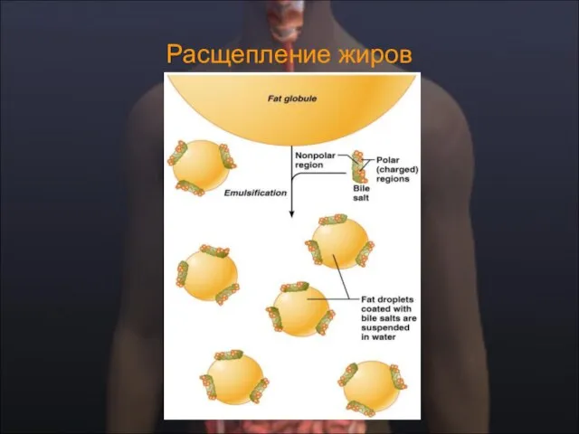 Расщепление жиров