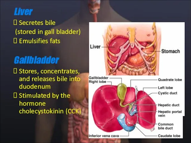 Liver Secretes bile (stored in gall bladder) Emulsifies fats Gallbladder Stores, concentrates,