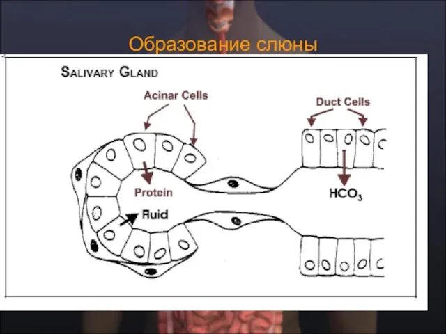 Образование слюны