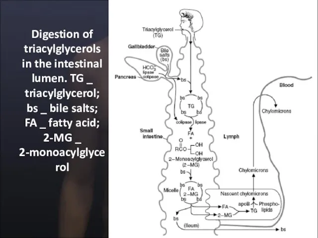 Digestion of triacylglycerols in the intestinal lumen. TG _ triacylglycerol; bs _