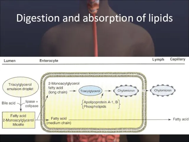 Digestion and absorption of lipids