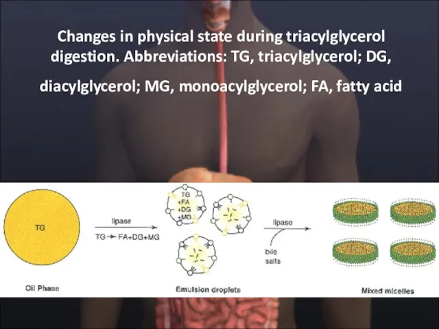 Changes in physical state during triacylglycerol digestion. Abbreviations: TG, triacylglycerol; DG, diacylglycerol;