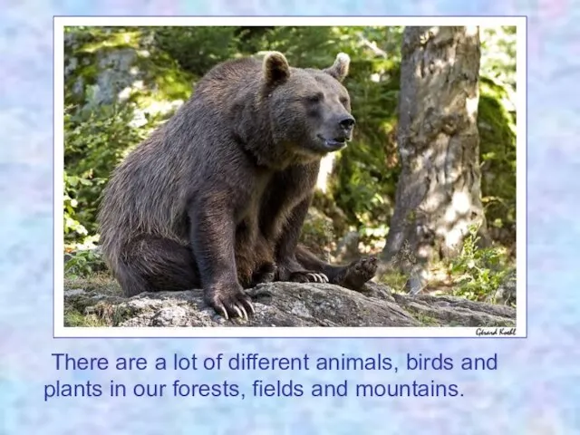 There are a lot of different animals, birds and plants in our forests, fields and mountains.