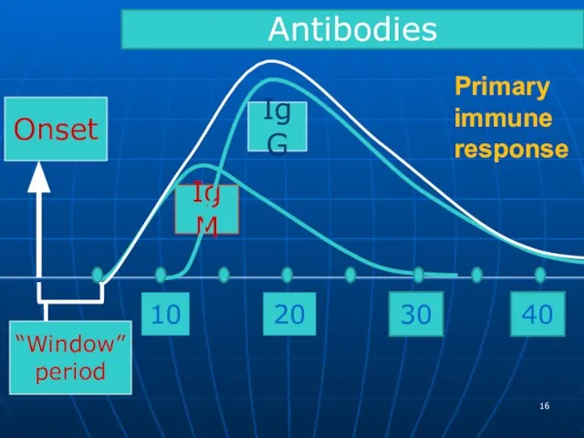 Primary immune response Onset 10 “Window” period 20 IgG IgM Antibodies 30 40