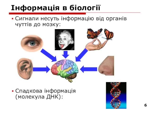 Інформація в біології Сигнали несуть інформацію від органів чуттів до мозку: Спадкова інформація (молекула ДНК):