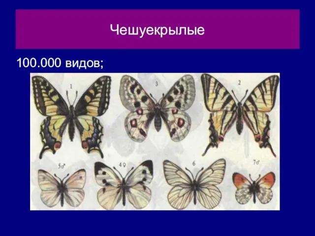Чешуекрылые 100.000 видов;