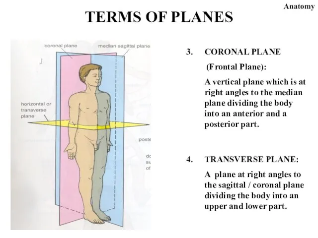 CORONAL PLANE (Frontal Plane): A vertical plane which is at right angles