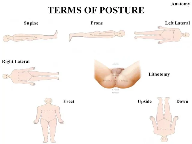 TERMS OF POSTURE Anatomy Supine Prone Left Lateral Right Lateral Lithotomy Erect Upside Down