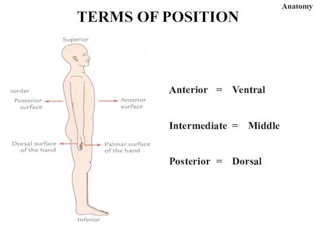 Anterior = Ventral Intermediate = Middle Posterior = Dorsal TERMS OF POSITION Anatomy