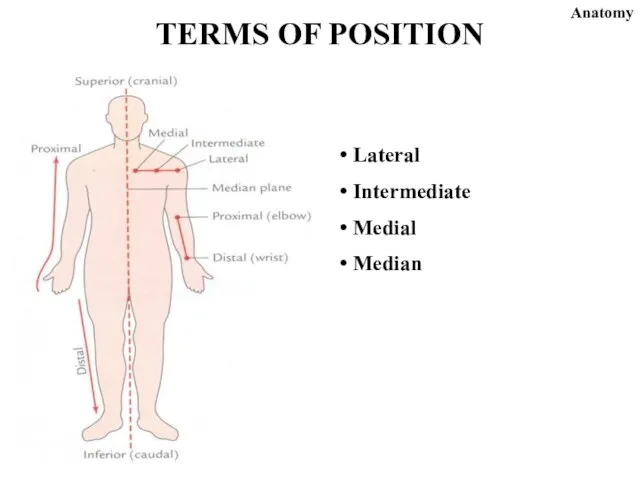 Lateral Intermediate Medial Median TERMS OF POSITION Anatomy