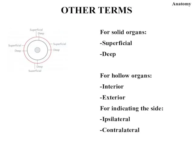 For solid organs: -Superficial -Deep For hollow organs: -Interior -Exterior For indicating