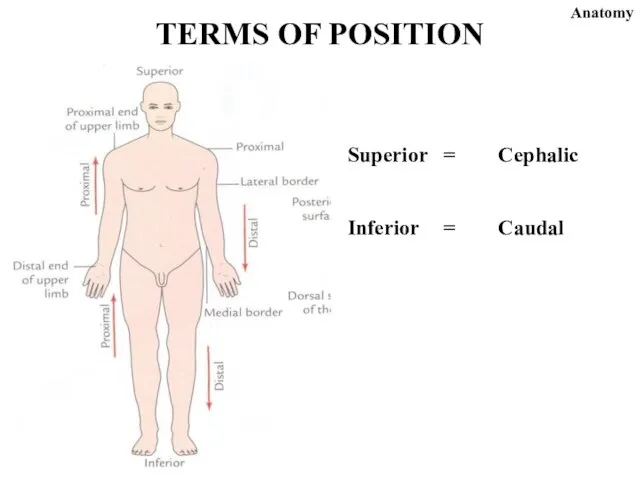 Superior = Cephalic Inferior = Caudal TERMS OF POSITION Anatomy
