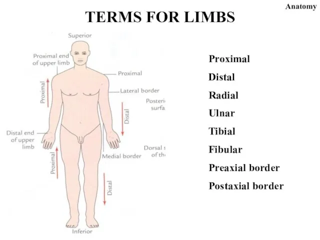Proximal Distal Radial Ulnar Tibial Fibular Preaxial border Postaxial border TERMS FOR LIMBS Anatomy
