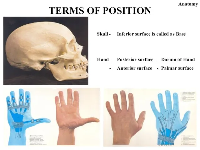 Skull - Inferior surface is called as Base Hand - Posterior surface