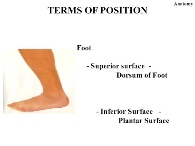 TERMS OF POSITION Anatomy Foot - Superior surface - Dorsum of Foot
