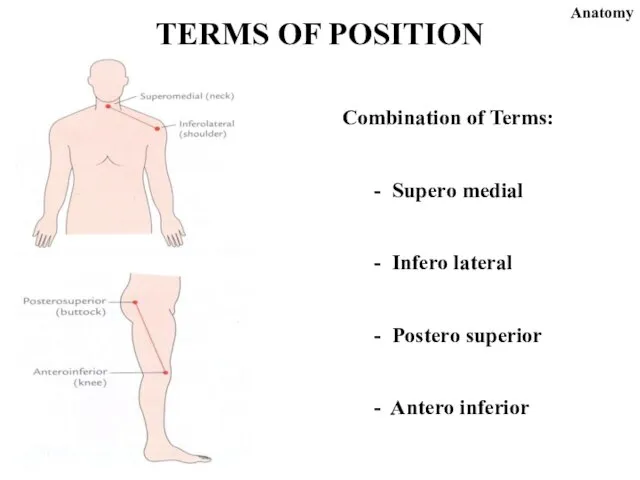 Combination of Terms: - Supero medial - Infero lateral - Postero superior