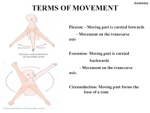 Flexion: - Moving part is carried forwards - Movement on the transverse