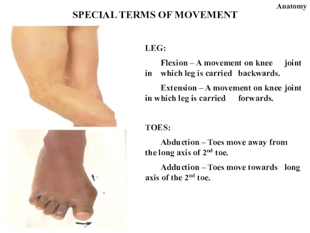 LEG: Flexion – A movement on knee joint in which leg is