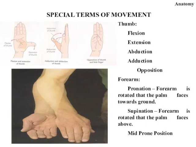 Anatomy SPECIAL TERMS OF MOVEMENT Thumb: Flexion Extension Abduction Adduction Opposition Forearm:
