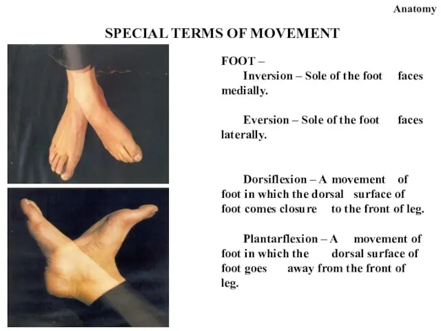 Anatomy SPECIAL TERMS OF MOVEMENT FOOT – Inversion – Sole of the