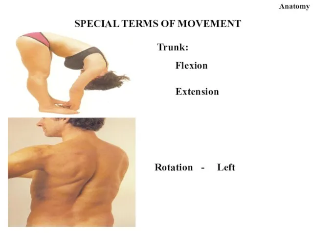 Anatomy SPECIAL TERMS OF MOVEMENT Trunk: Extension Flexion Rotation - Left
