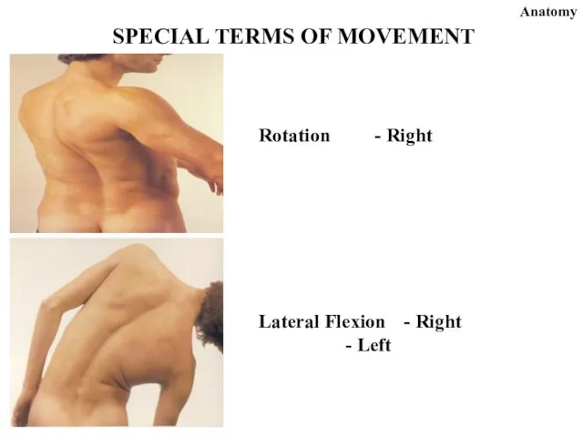 Anatomy Rotation - Right Lateral Flexion - Right - Left SPECIAL TERMS OF MOVEMENT