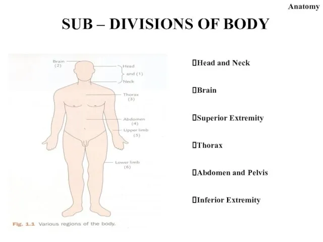 SUB – DIVISIONS OF BODY Head and Neck Brain Superior Extremity Thorax