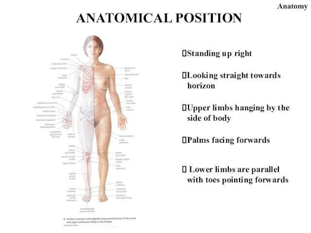 ANATOMICAL POSITION Standing up right Looking straight towards horizon Upper limbs hanging
