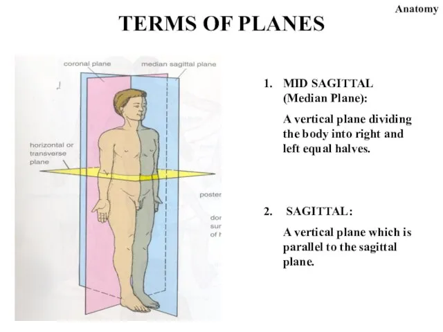 MID SAGITTAL (Median Plane): A vertical plane dividing the body into right