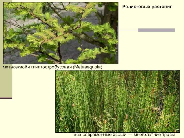 метасеквойя глиптостробусовая (Metasequoia) Все современные хвощи — многолетние травы Реликтовые растения