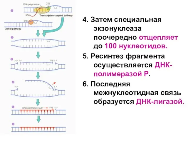 4. Затем специальная экзонуклеаза поочередно отщепляет до 100 нуклеотидов. 5. Ресинтез фрагмента