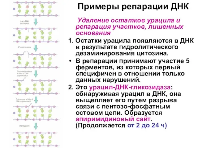 Примеры репарации ДНК Удаление остатков урацила и репарация участков, лишенных основания 1.