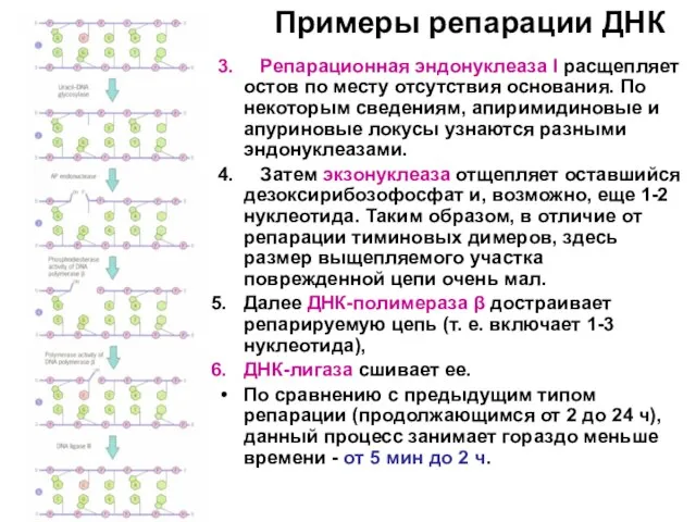 Примеры репарации ДНК 3. Репарационная эндонуклеаза I расщепляет остов по месту отсутствия