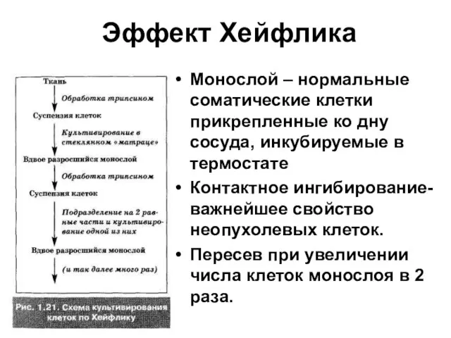 Эффект Хейфлика Монослой – нормальные соматические клетки прикрепленные ко дну сосуда, инкубируемые