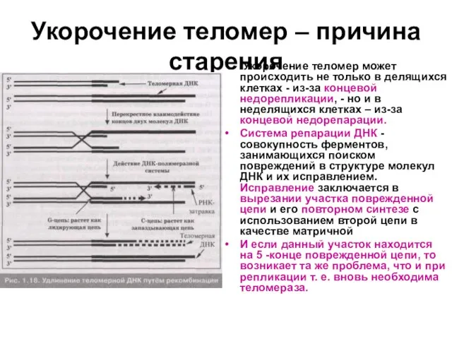 Укорочение теломер – причина старения Укорочение теломер может происходить не только в