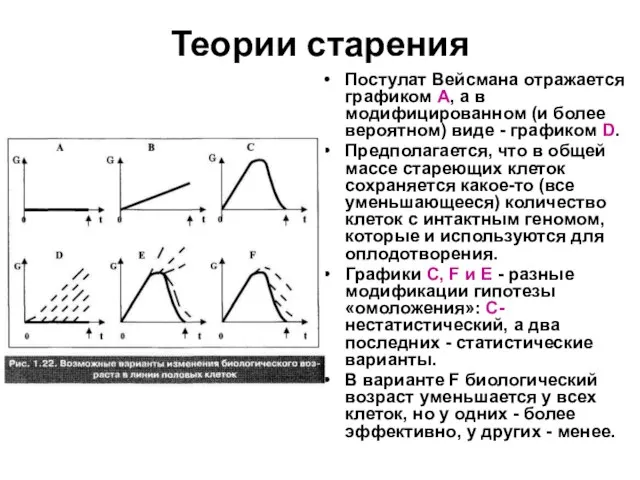 Теории старения Постулат Вейсмана отражается графиком А, а в модифицированном (и более