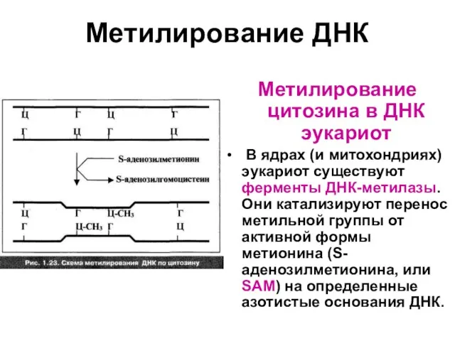 Метилирование ДНК Метилирование цитозина в ДНК эукариот В ядрах (и митохондриях) эукариот