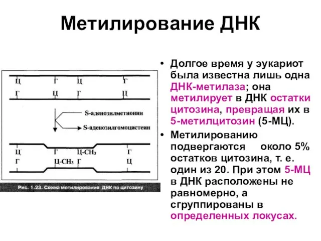 Метилирование ДНК Долгое время у эукариот была известна лишь одна ДНК-метилаза; она