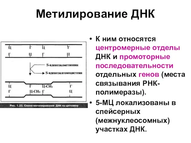 Метилирование ДНК К ним относятся центромерные отделы ДНК и промоторные последовательности отдельных