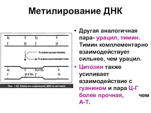 Метилирование ДНК Другая аналогичная пара- урацил, тимин. Тимин комплементарно взаимодействует сильнее, чем