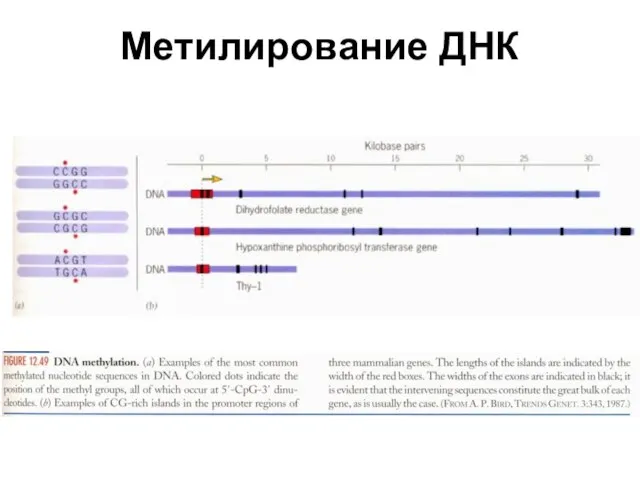 Метилирование ДНК