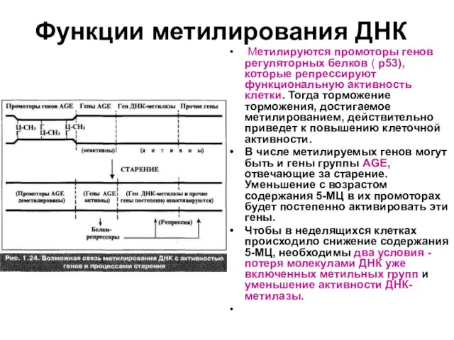 Функции метилирования ДНК Метилируются промоторы генов регуляторных белков ( р53), которые репрессируют