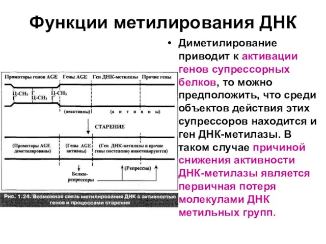 Функции метилирования ДНК Диметилирование приводит к активации генов супрессорных белков, то можно