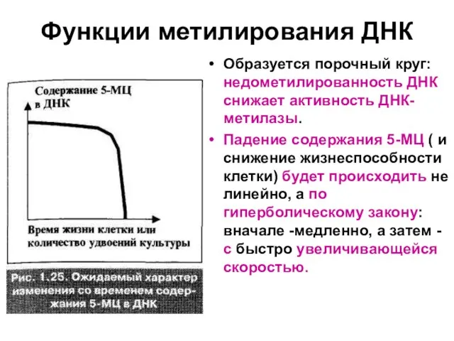 Функции метилирования ДНК Образуется порочный круг: недометилированность ДНК снижает активность ДНК-метилазы. Падение