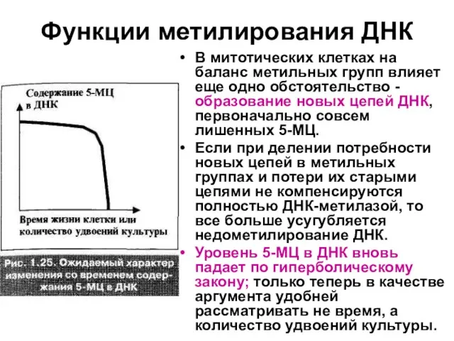 Функции метилирования ДНК В митотических клетках на баланс метильных групп влияет еще