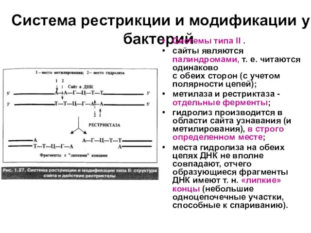 Система рестрикции и модификации у бактерий Системы типа II . сайты являются