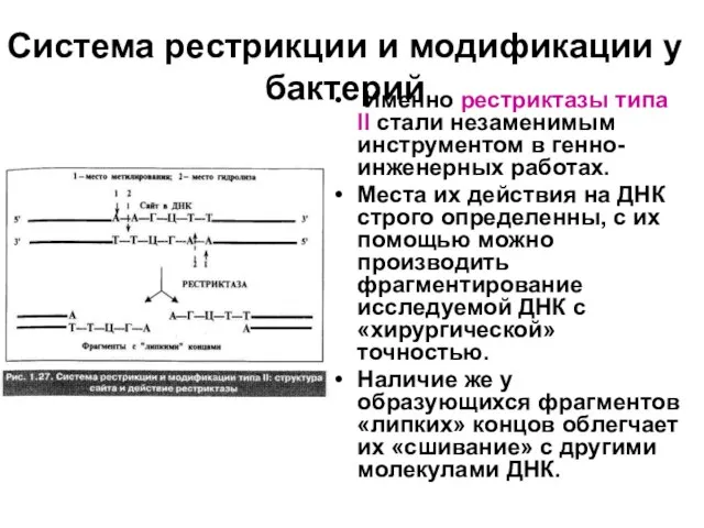 Система рестрикции и модификации у бактерий Именно рестриктазы типа II стали незаменимым