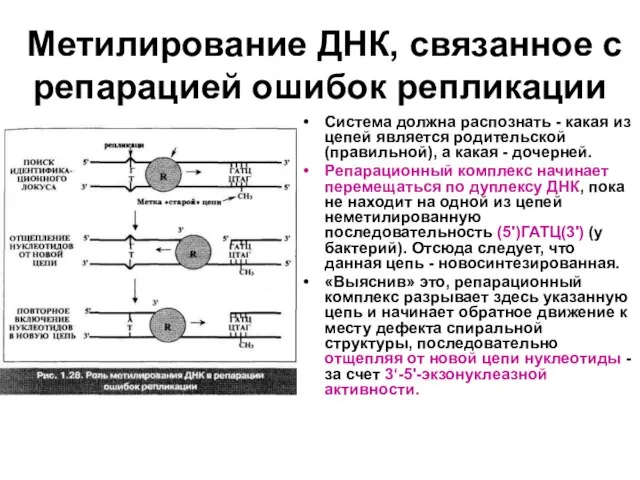 Метилирование ДНК, связанное с репарацией ошибок репликации Система должна распознать - какая