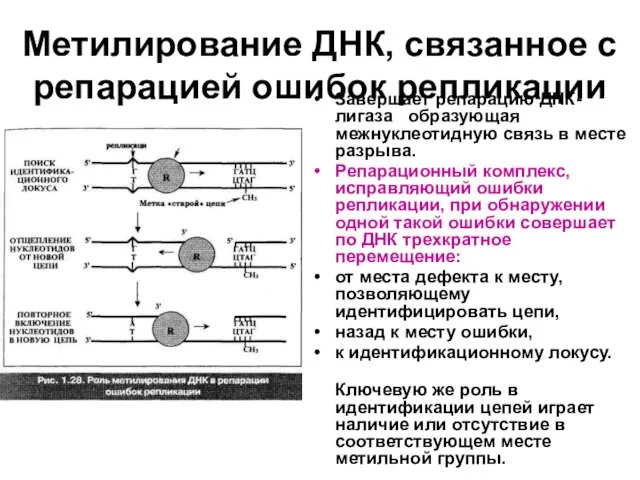 Метилирование ДНК, связанное с репарацией ошибок репликации Завершает репарацию ДНК-лигаза образующая межнуклеотидную